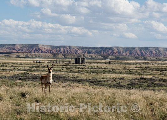 Photo- A Curious Pronghorn Pauses Before a Small Natural-Gas Structure, one of Hundreds in Wyoming's arid Red Desert, a vast petrochemical-Rich Area Between Rawlins and Green River