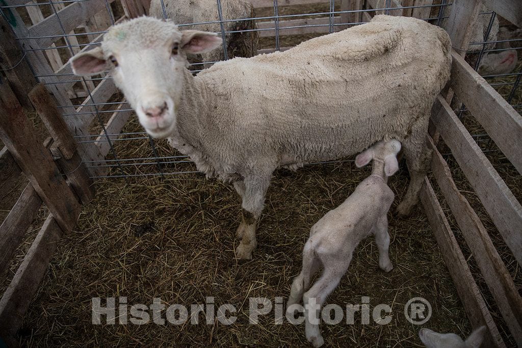 Photo - A Newborn Lamb gets a Meal at The Ladder Livestock Ranch's sheepherding Operation During Lambing Season Near Dixon, Wyoming- Fine Art Photo Reporduction