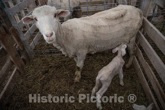 Photo - A Newborn Lamb gets a Meal at The Ladder Livestock Ranch's sheepherding Operation During Lambing Season Near Dixon, Wyoming- Fine Art Photo Reporduction