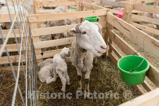 Photo - A ewe and her Newborn Lambs at The Ladder Livestock Ranch's sheepherding Operation During Lambing Season Near Dixon, Wyoming- Fine Art Photo Reporduction