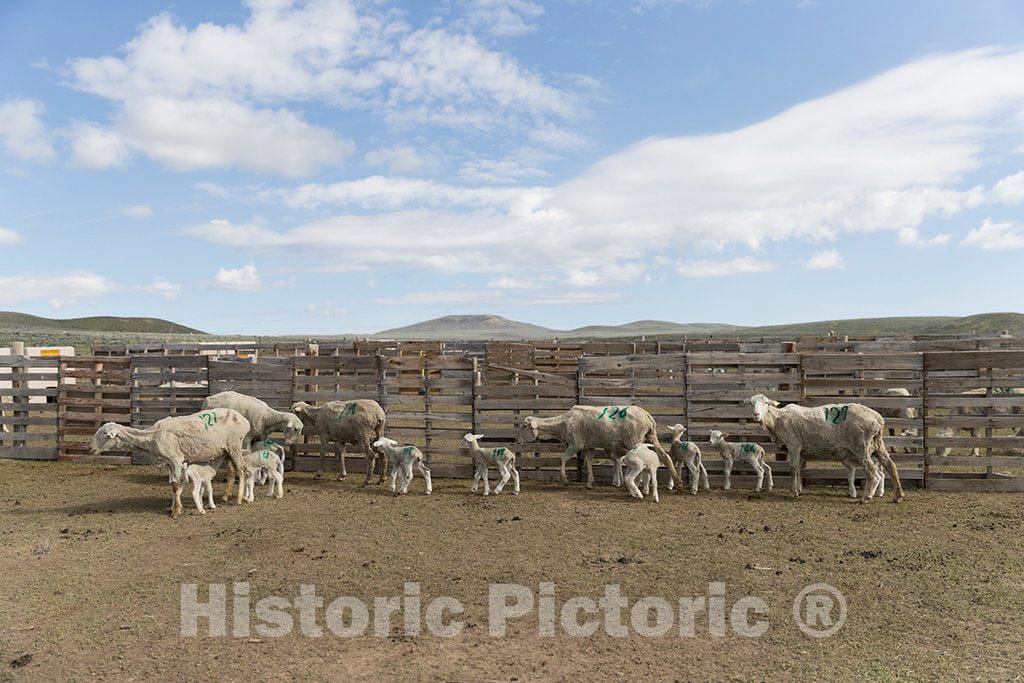 Photo- Sheep and recently born lambs at the Ladder Livestock Ranch's sheepherding operation during lambing season near Dixon, Wyoming 2 Fine Art Photo Reproduction