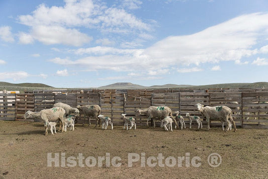 Photo- Sheep and recently born lambs at the Ladder Livestock Ranch's sheepherding operation during lambing season near Dixon, Wyoming 2 Fine Art Photo Reproduction