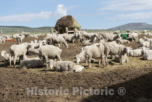 Photo- Sheep and recently born lambs at the Ladder Livestock Ranch's sheepherding operation during lambing season near Dixon, Wyoming 3 Fine Art Photo Reproduction