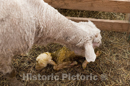 Photo- A ewe Washes her Newborn at The Ladder Livestock Ranch's sheepherding Operation During Lambing Season Near Dixon, Wyoming 1 Fine Art Photo Reproduction