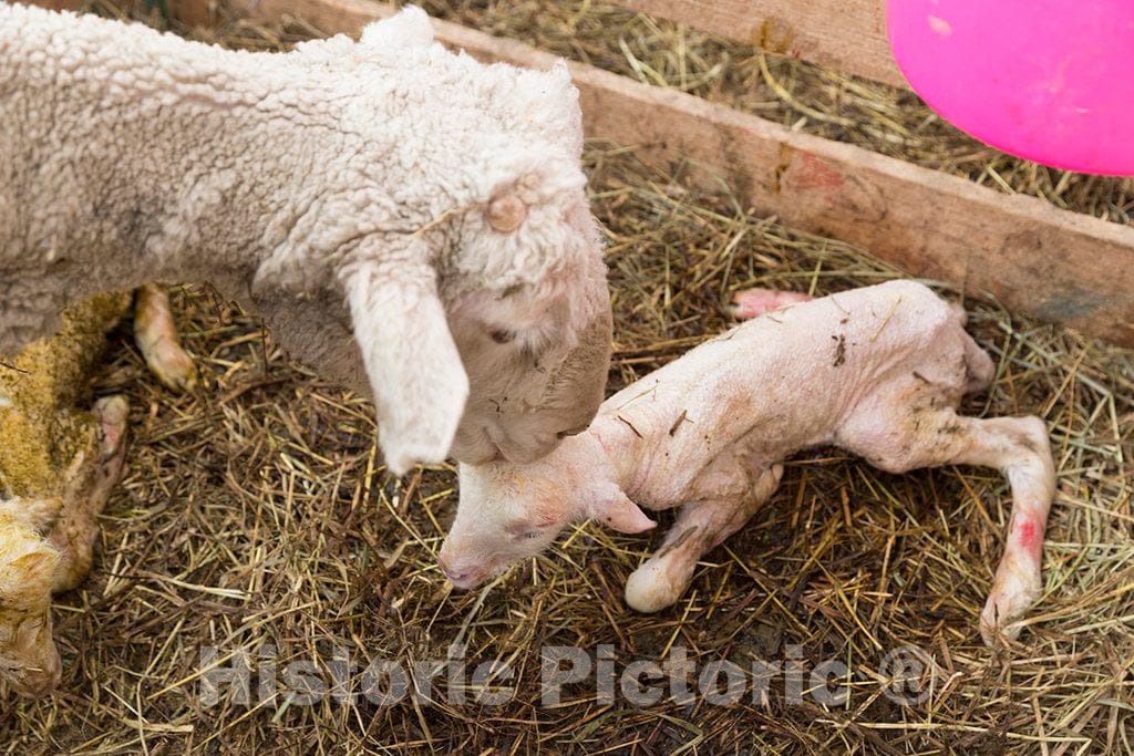 Photo- A ewe Washes her Newborn at The Ladder Livestock Ranch's sheepherding Operation During Lambing Season Near Dixon, Wyoming 3 Fine Art Photo Reproduction