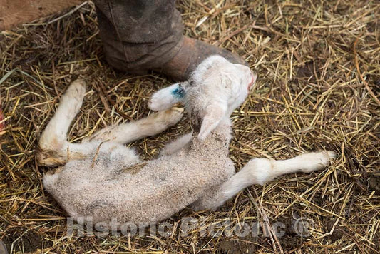 Photo - A Newborn Lamb, Already Marked for Identification, at The Ladder Livestock Ranch's sheepherding Operation During Lambing Season Near Dixon, Wyoming