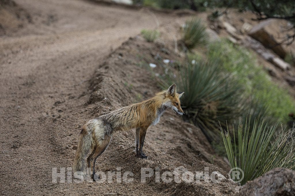 Jefferson County, CO Photo - An extremely hungry-looking red fox scouts for prey over the ridge along the dirt road to Cheesman Dam in Jefferson County, Colorado.