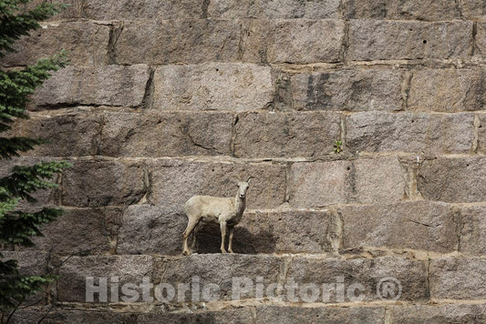 Jefferson County, CO Photo - This is not a Work of Art, but it Could be. It's a Rocky Mountain Bighorn Sheep, Almost Posing on The Very Wall of Cheesman Dam.