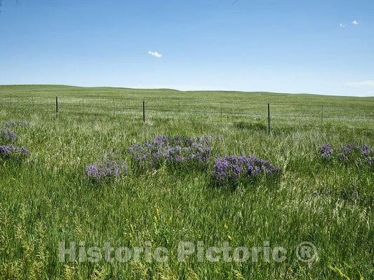 Limon, CO Photo - Lupine Wildflowers, Sometimes Spelled Lupin, Growing Near Limon, CO.