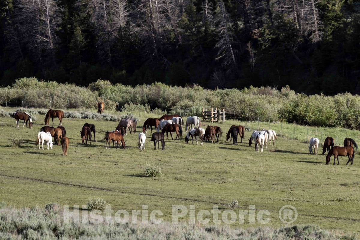 Photo- Horses Graze in a Pasture at The A Bar A Ranch, a Guest Ranch Near The Town of Riverside in Carbon County, Wyoming 2 Fine Art Photo Reproduction