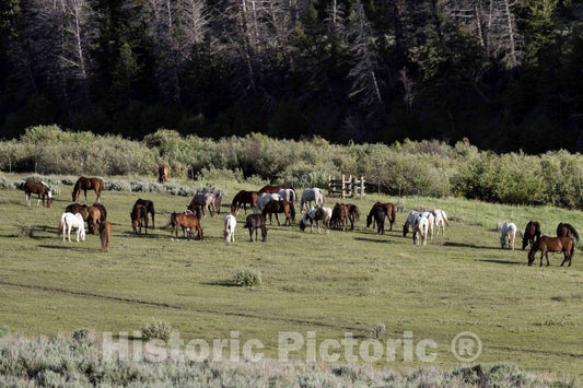 Photo- Horses Graze in a Pasture at The A Bar A Ranch, a Guest Ranch Near The Town of Riverside in Carbon County, Wyoming 2 Fine Art Photo Reproduction