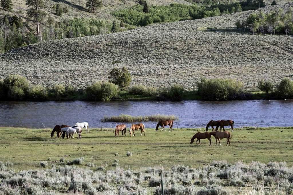 Photo- Horses Graze in a Pasture at The A Bar A Ranch, a Guest Ranch Near The Town of Riverside in Carbon County, Wyoming 1 Fine Art Photo Reproduction