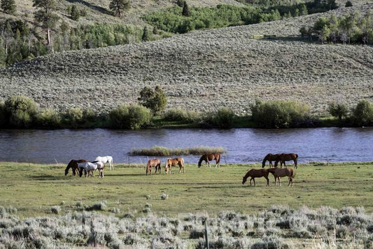 Photo- Horses Graze in a Pasture at The A Bar A Ranch, a Guest Ranch Near The Town of Riverside in Carbon County, Wyoming 1 Fine Art Photo Reproduction