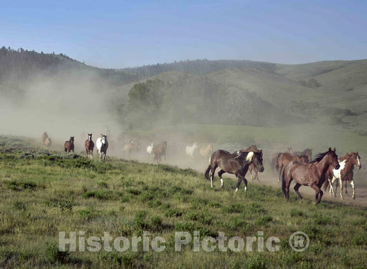 Photo - Dust Flies During a Jingle, or Roundup of Horses, on The A Bar A Ranch, a Guest Ranch Near The Town of Riverside in Carbon County, Wyoming- Fine Art Photo Reporduction