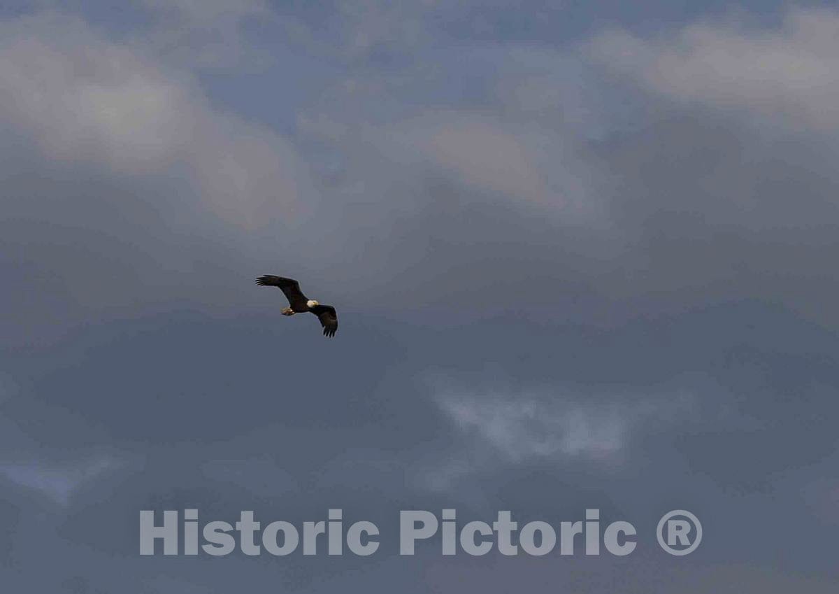 Photo- A Bald Eagle soars Above The North Platte River at The A Bar A Ranch, a Guest Ranch Near The Town of Riverside in Carbon County, Wyoming 1 Fine Art Photo Reproduction