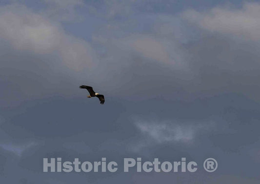 Photo- A Bald Eagle soars Above The North Platte River at The A Bar A Ranch, a Guest Ranch Near The Town of Riverside in Carbon County, Wyoming 1 Fine Art Photo Reproduction