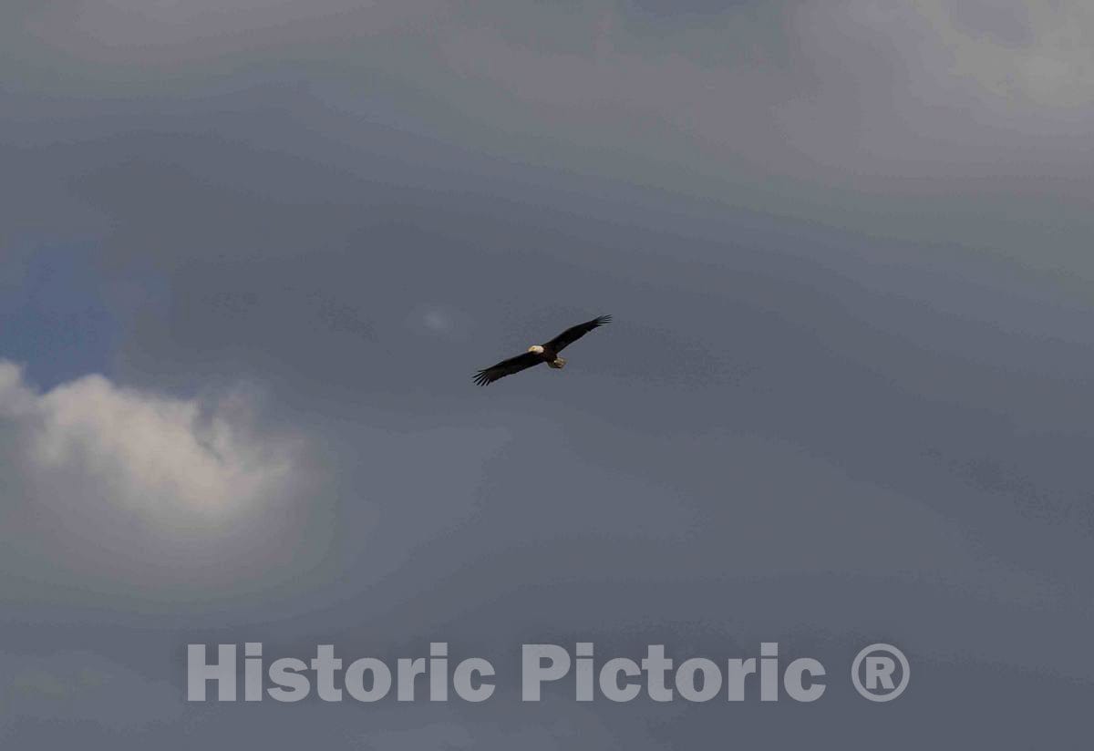 Photo- A Bald Eagle soars Above The North Platte River at The A Bar A Ranch, a Guest Ranch Near The Town of Riverside in Carbon County, Wyoming 2 Fine Art Photo Reproduction