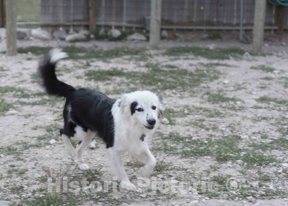 Photo - Milo The Rescued Border Collie at The Kindness Ranch Animal Sanctuary, Near Hartville, Wyoming- Fine Art Photo Reporduction
