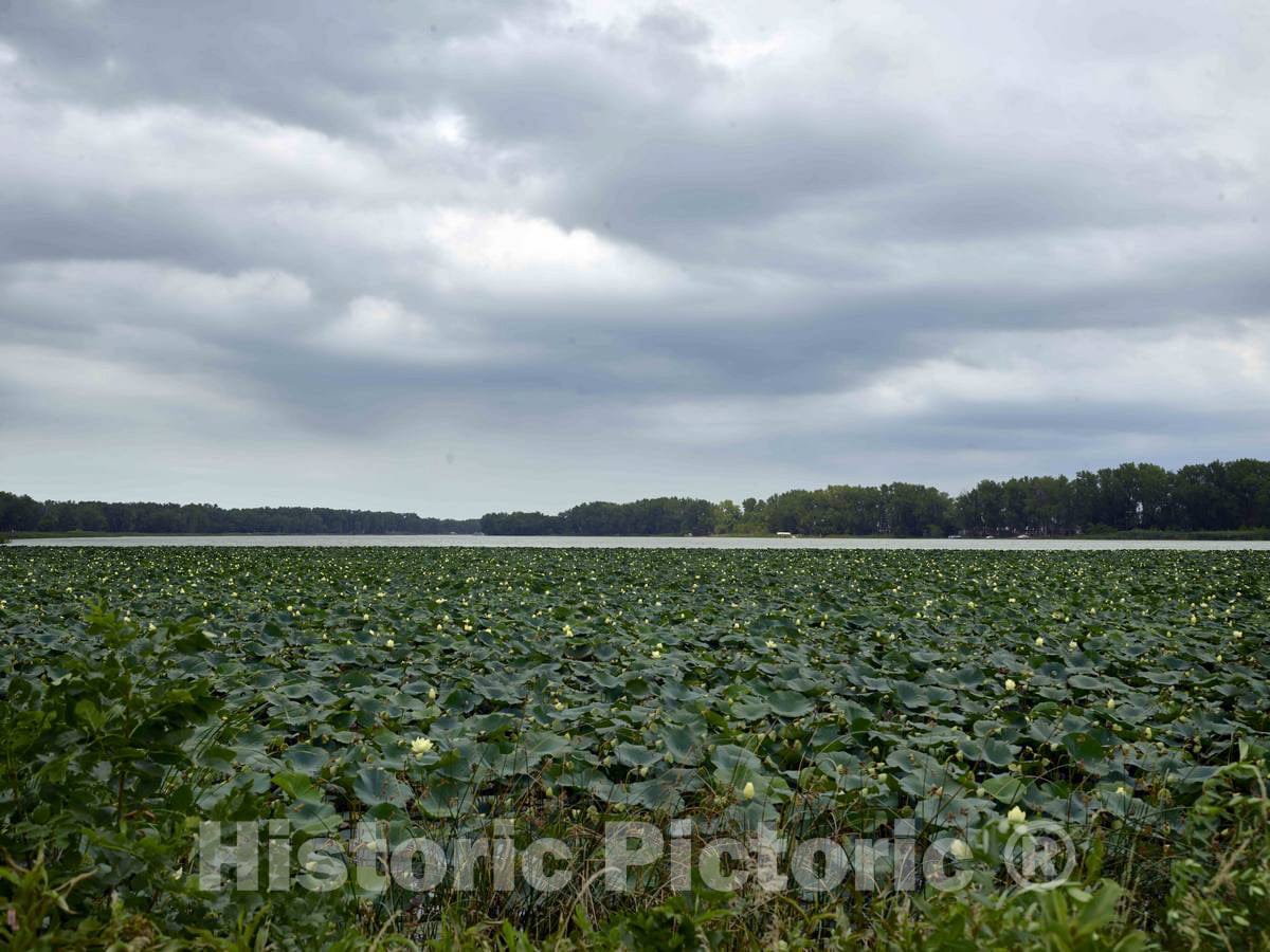 Photo - an Array of Lily Pads on an Inlet of The Missouri River at The Lewis & Clark State Park in Onawa, Iowa- Fine Art Photo Reporduction