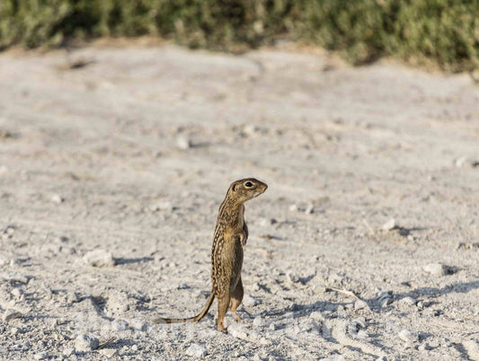 Photo - A Chipmunk or Ground Squirrel assumes an Upright Stance, The Better to See Something in Washington County, Iowa- Fine Art Photo Reporduction
