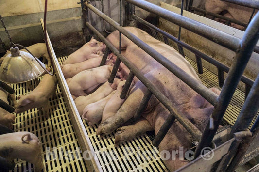 Photo- Sows Suckle Their Litter of Piglets in The farrowing, or Birthing, shed on Dean and Julie Folkmann's hog Farm in Benton County, Iowa, Near The Town of Newhall 1