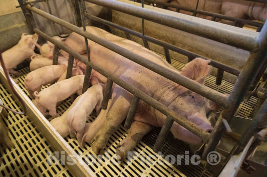 Photo- Sows Suckle Their Litter of Piglets in The farrowing, or Birthing, shed on Dean and Julie Folkmann's hog Farm in Benton County, Iowa, Near The Town of Newhall 2