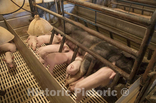 Photo- Sows Suckle Their Litter of Piglets in The farrowing, or Birthing, shed on Dean and Julie Folkmann's hog Farm in Benton County, Iowa, Near The Town of Newhall 3