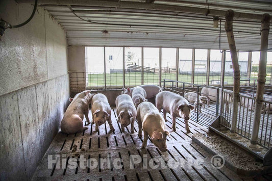 Photo- Hogs Live Out Their Last Days in The Finishing shed, Where They are grouped by Weight to give Smaller Animals a fair Chance at Food 1 Fine Art Photo Reproduction