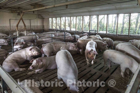Photo- Hogs Live Out Their Last Days in The Finishing shed, Where They are grouped by Weight to give Smaller Animals a fair Chance at Food 2 Fine Art Photo Reproduction