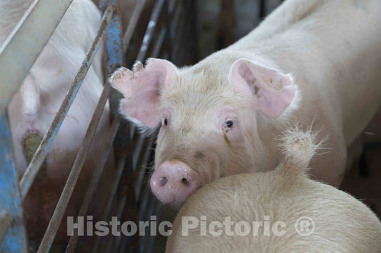 Photo- Hogs Live Out Their Last Days in The Finishing shed, Where They are grouped by Weight to give Smaller Animals a fair Chance at Food 4 Fine Art Photo Reproduction