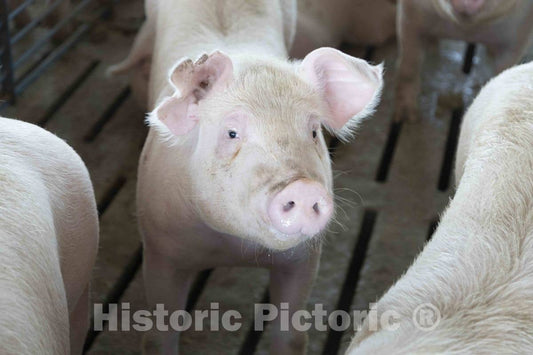 Photo- Hogs Live Out Their Last Days in The Finishing shed, Where They are grouped by Weight to give Smaller Animals a fair Chance at Food 5 Fine Art Photo Reproduction