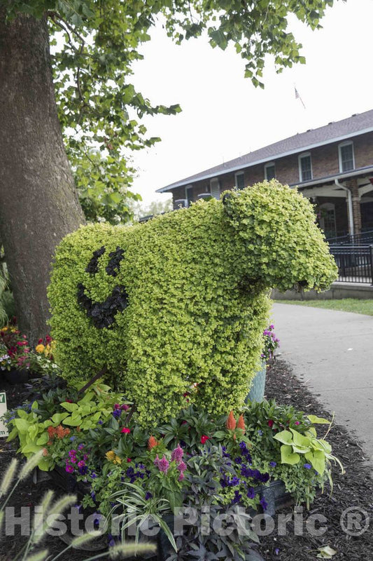 Photo- A Topiary, or Shrub ornamentally pruned, in The Shape of a Cow at The Annual Iowa State Fair in The Capital City of Des Moines 1 Fine Art Photo Reproduction
