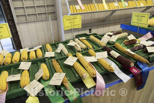 Photo- Prize corncobs Inside The 4-H Pavilion at The Annual Iowa State Fair in The Capital City of Des Moines 1 Fine Art Photo Reproduction