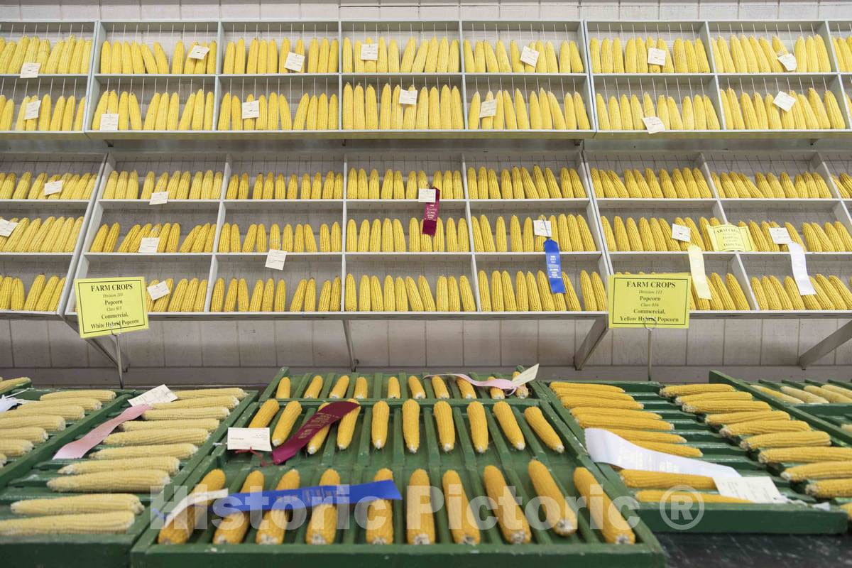 Photo- Prize corncobs inside the 4-H pavilion at the annual Iowa State Fair in the capital city of Des Moines 2 Fine Art Photo Reproduction