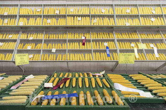 Photo- Prize corncobs inside the 4-H pavilion at the annual Iowa State Fair in the capital city of Des Moines 2 Fine Art Photo Reproduction
