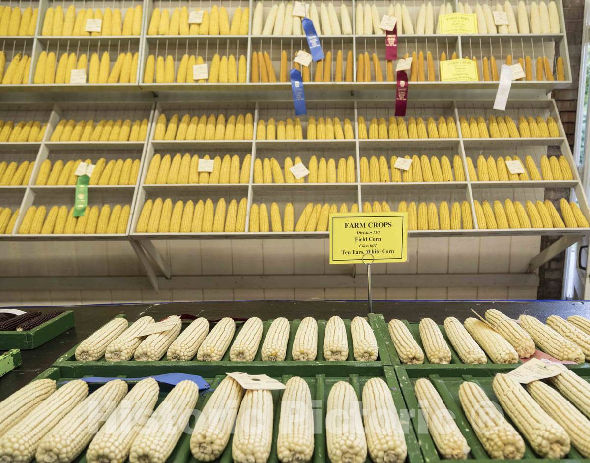 Photo- Prize corncobs inside the 4-H pavilion at the annual Iowa State Fair in the capital city of Des Moines 3 Fine Art Photo Reproduction