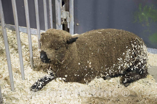 Photo - A Lamb collects Wood Chips in its Fleece, and Human onlookers Passing by, at The Annual Iowa State Fair in The Capital City of Des Moines- Fine Art Photo Reporduction