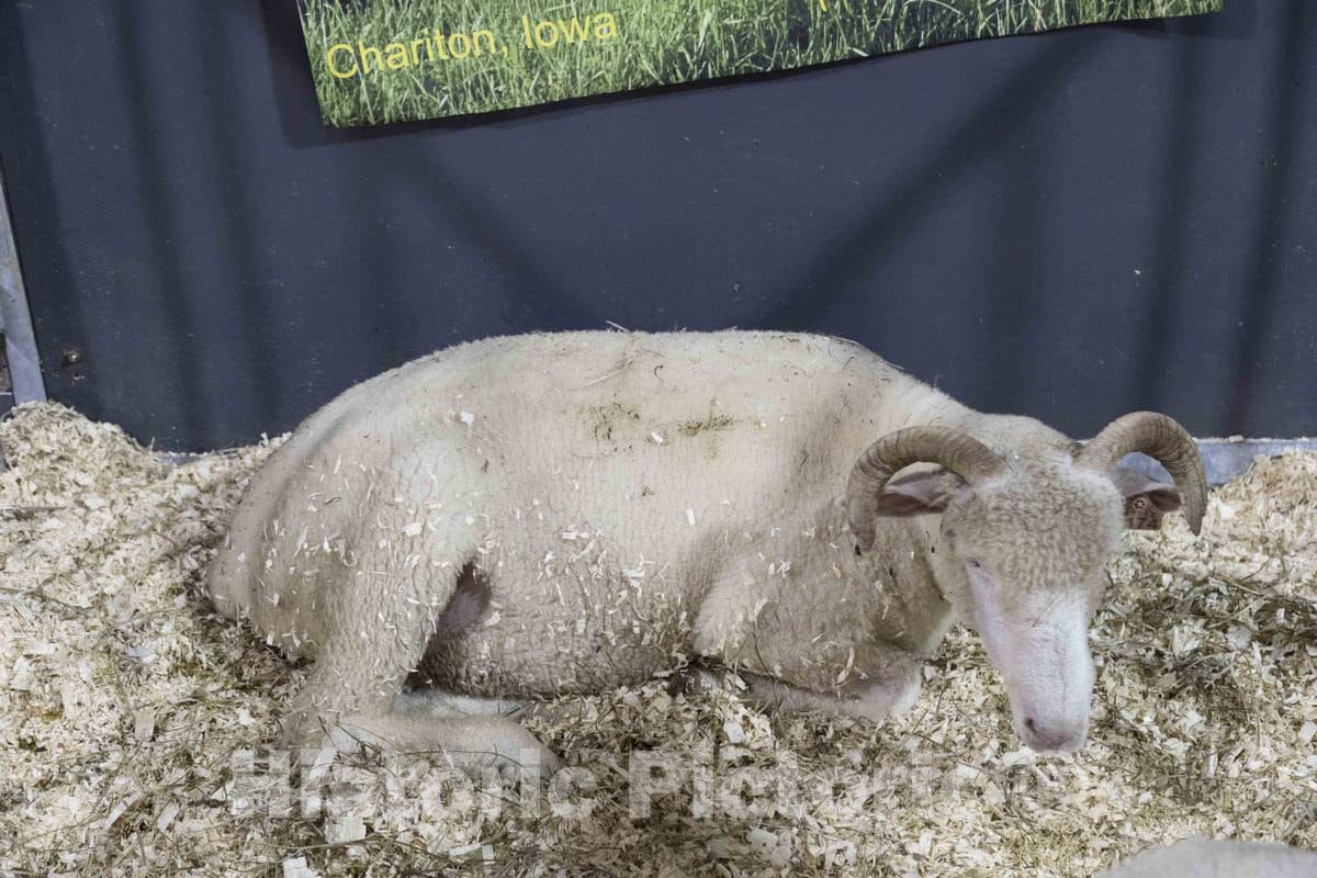 Photo - A Young Sheep collects Wood Chips in its Fleece, and Human onlookers Passing by, at The Annual Iowa State Fair in The Capital City of Des Moines