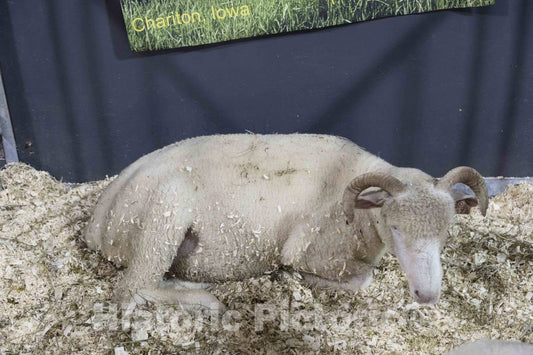 Photo - A Young Sheep collects Wood Chips in its Fleece, and Human onlookers Passing by, at The Annual Iowa State Fair in The Capital City of Des Moines