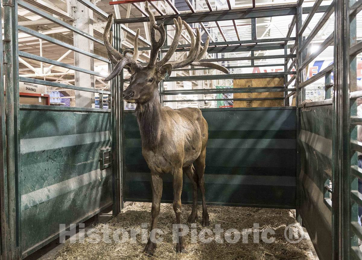 Photo- A Stately elk is, to Many fairgoers, a Surprise Attraction Inside The Animal barns at The Annual Iowa State Fair in The Capital City of Des Moines 2 Fine Art Photo