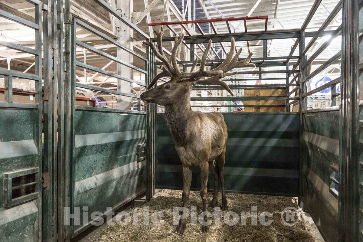 Photo- A Stately elk is, to Many fairgoers, a Surprise Attraction Inside The Animal barns at The Annual Iowa State Fair in The Capital City of Des Moines 3 Fine Art Photo