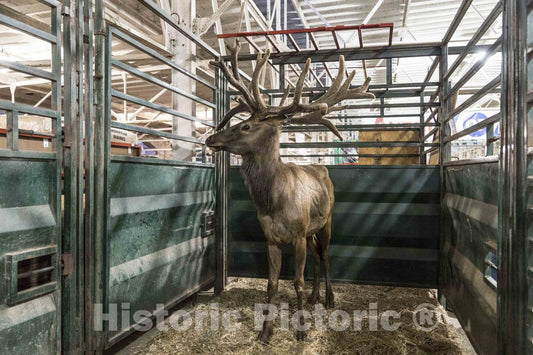 Photo- A Stately elk is, to Many fairgoers, a Surprise Attraction Inside The Animal barns at The Annual Iowa State Fair in The Capital City of Des Moines 3 Fine Art Photo