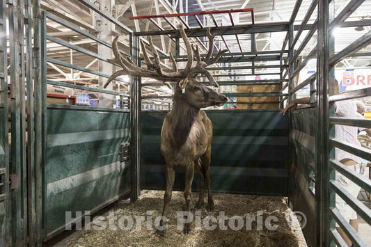 Photo- A Stately elk is, to Many fairgoers, a Surprise Attraction Inside The Animal barns at The Annual Iowa State Fair in The Capital City of Des Moines 4 Fine Art Photo