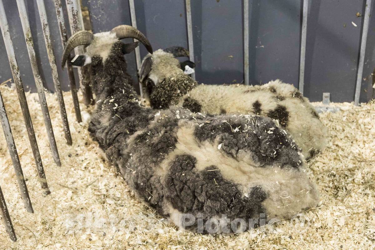 Photo - Young goats collect wood chips in their fleece, and human onlookers passing by, at the annual Iowa State Fair in the capital city of Des Moines- Fine Art Photo Reporduction