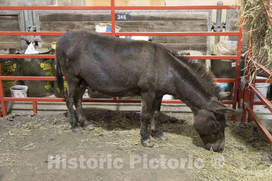 Photo - A Sicilian mini-donkey, owned by Olivia Hanlon of Madrid, Iowa, is a curiosity at the annual Iowa State Fair in the capital city of Des Moines- Fine Art Photo Reporduction
