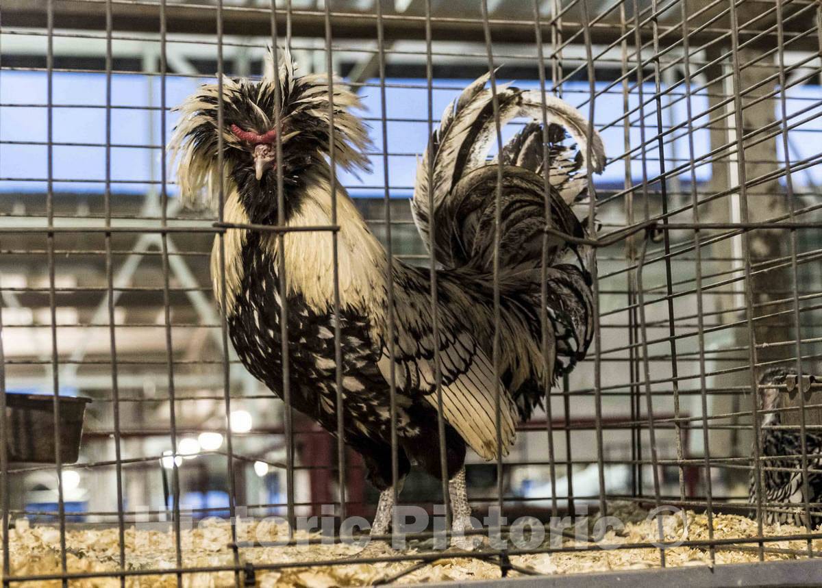 Photo - A Highly Ornamental Silver-Laced Polish Chicken is a Popular Curiosity at The Annual Iowa State Fair in The Capital City of Des Moines- Fine Art Photo Reporduction