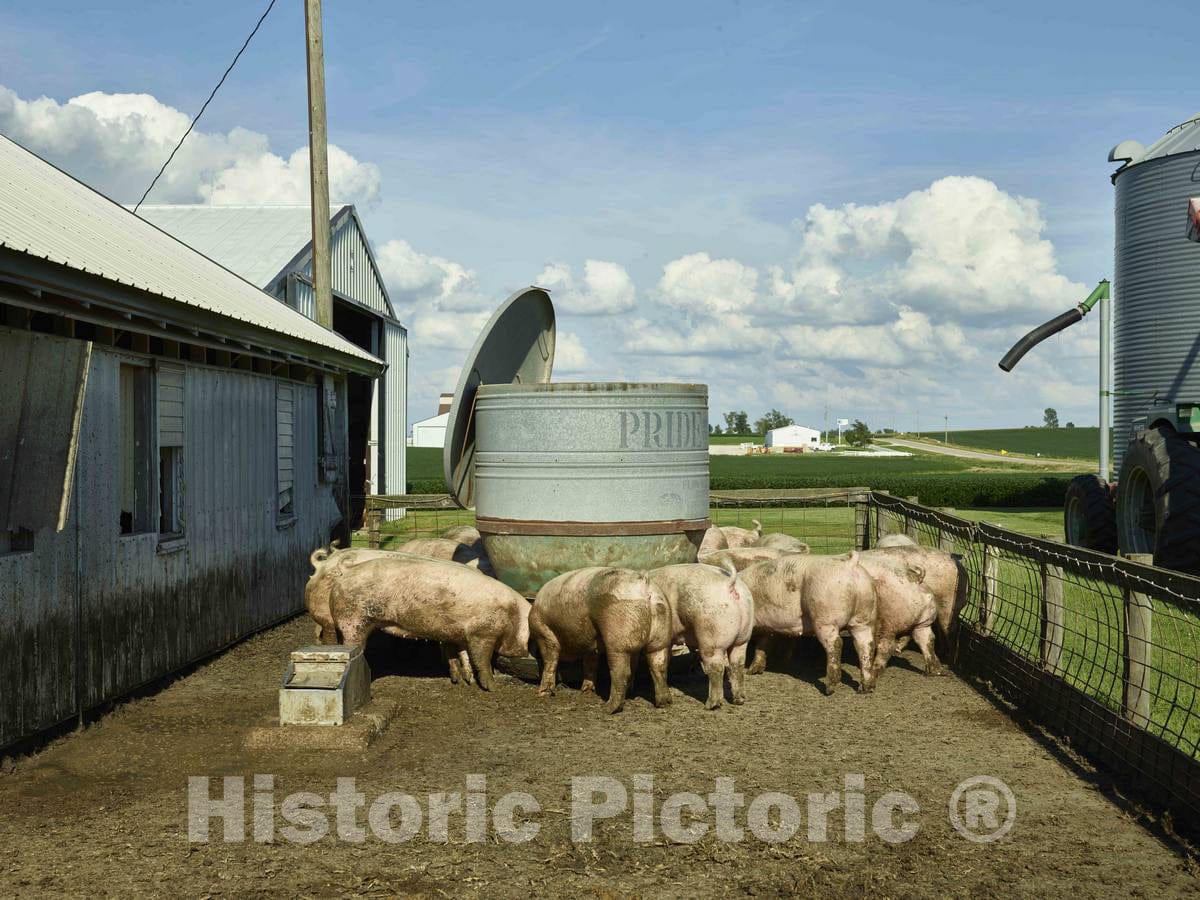 Photo - Sows Chow Down at Dean and Julie Folkmann's hog Farm in Benton County, Near Newhall, Iowa- Fine Art Photo Reporduction