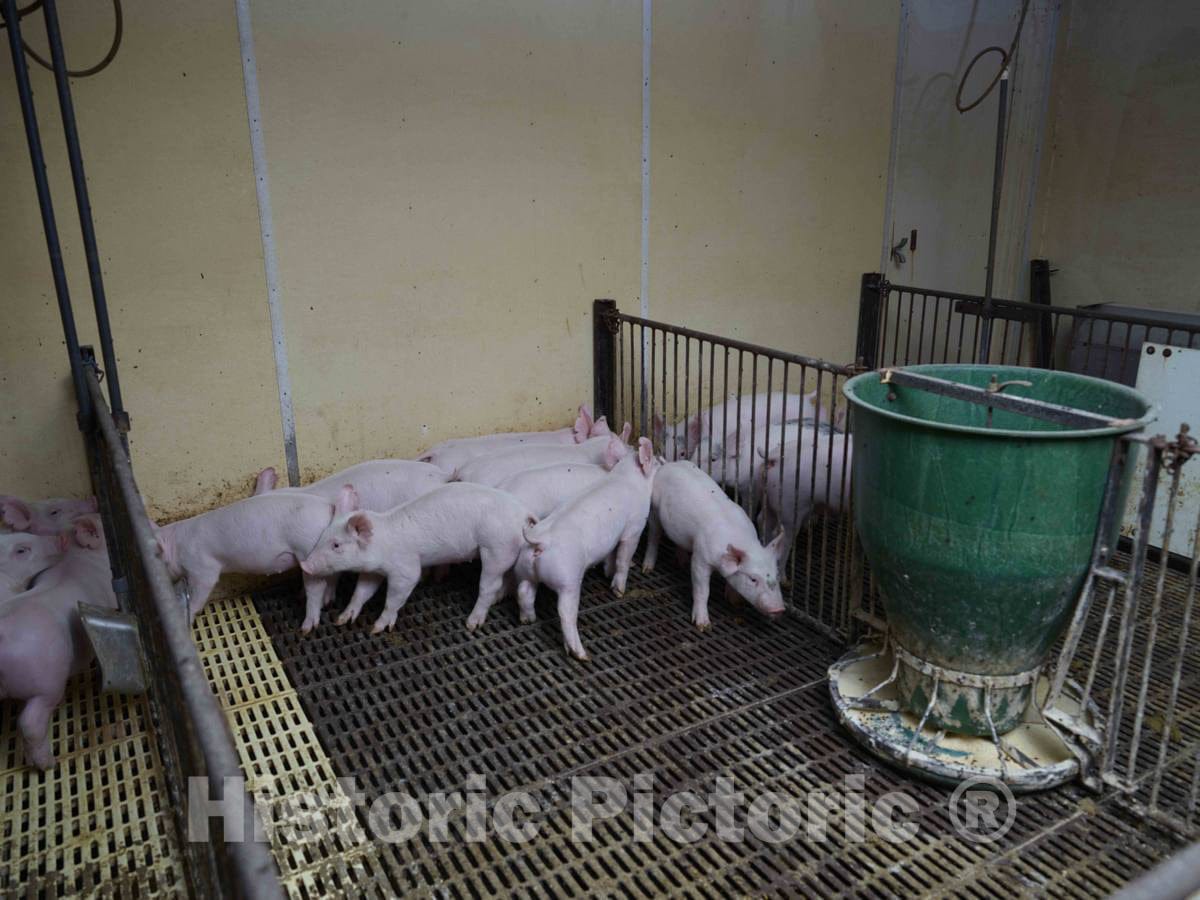 Photograph - Piglets, separated from their mothers for the first time, keep their distance from strangers in the heated swine nursery at Dean and Julie Folkmann's hog farm in Benton County 1