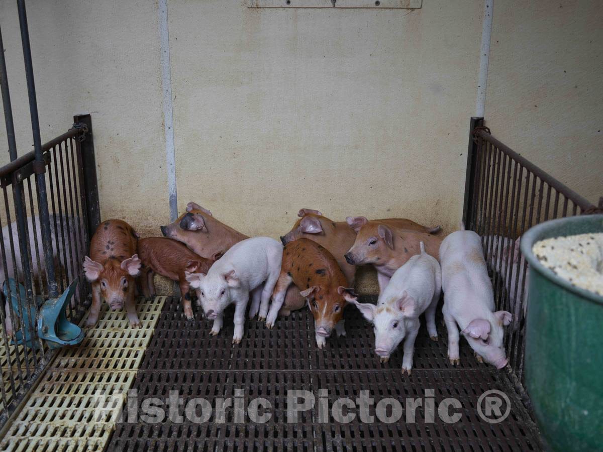 Photograph - Piglets, separated from their mothers for the first time, keep their distance from strangers in the heated swine nursery at Dean and Julie Folkmann's hog farm in Benton County 2
