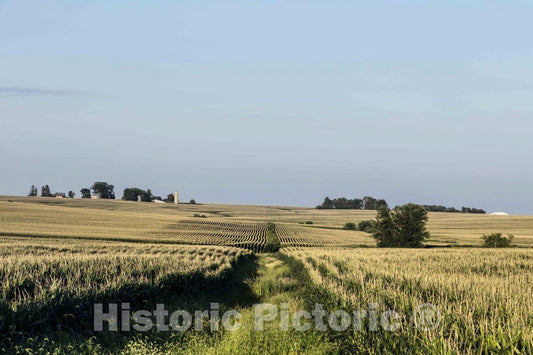 Photo - Corn Rows as far as The Eye can See in Buchanan County, Iowa- Fine Art Photo Reporduction